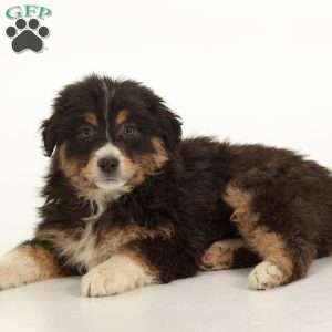 Esther, Australian Shepherd Puppy